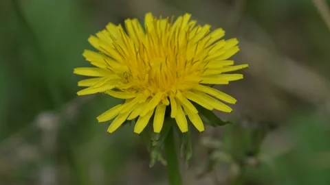 Very close view of a common dandelion with only the front edge in focus.  Stock Footage 155352654