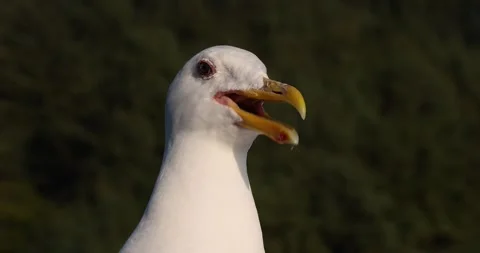 Very close up view of white Seagull bird durng sunset. Stockbeeldmateriaal 321779329