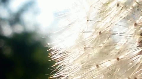 Very close up of white fluffy dandelion Stock Footage 39587533
