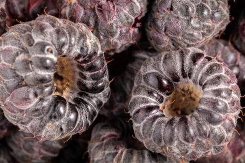 Very close wild raspberry pattern ready to eat ripe fruits Stock Photos