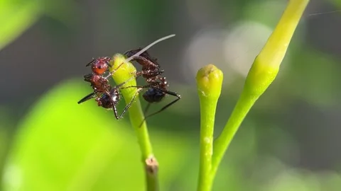 Very Closeup Shot of Ants Exploring Flower Bud in Morning Stock Footage 302241682