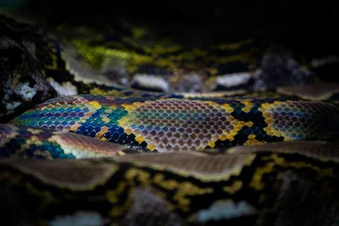 Very colorful and fluororescent python skin Fotos de archivo
