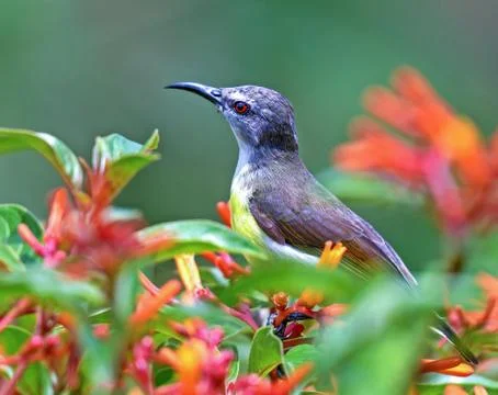 Very colorful shining Humming bird perched on a flower plant. Stock Photos