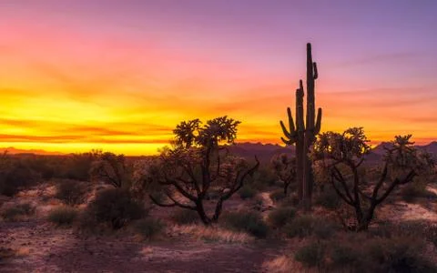 A very colorful sunset near Phoenix, Arizona with saguaro and cholla cactus Stock Photos