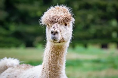 A very comical looking white alpaca in the rural countryside Stock Photos
