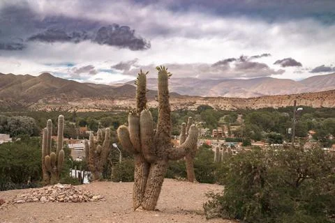 Very cool cactus Foto stock