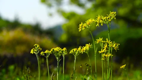 Very cool nature Stock Footage 211885017