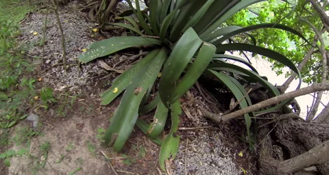 A very cool tree Stock Footage 42804234