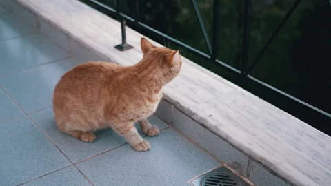 A very curious ginger cat exploring the balcony with great excitement and Stock Footage 314007314