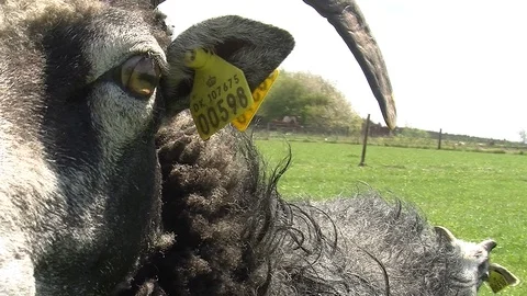 Very curious goat Stock-Footage 104047711