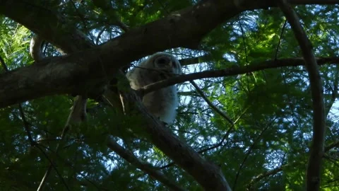 A very curious young barred owl watching the watchers Stock-Footage 342085368