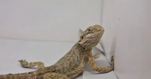 The very cute Bearded Dragon Lizard (Pogona vitticeps) 스톡 동영상 297659716