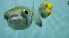 Extreme close-up of blobfish in water, Stock Video