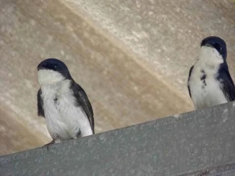 Very cute Blue-and-white Swallows that look like penguins Stock Photos