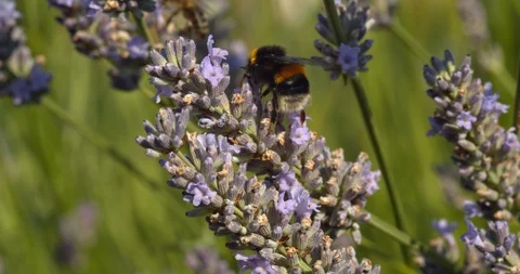 A very cute bumble bee furiously feeds on plant in slow motion Stock Footage 113147343