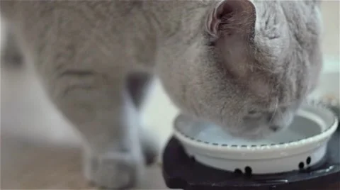 Very cute cat drinks water from his bowl. Stock Footage 51593355