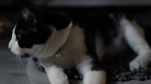 Very cute cat laying on a mat then walk toward the camera, slow pan Stock Footage 252404045
