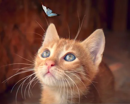 Very cute cat Stock Photos