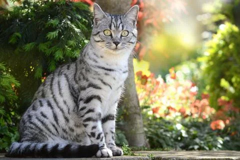 Very cute cat Stock Photos