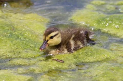 Very cute chick of the ducks Foto stock