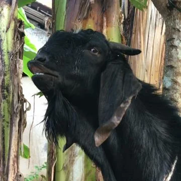 Very cute Eid al-Adha goat Stock Photos