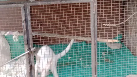 Very Cute Kitten Sitting Inside a Small Cage Video stock 346938279