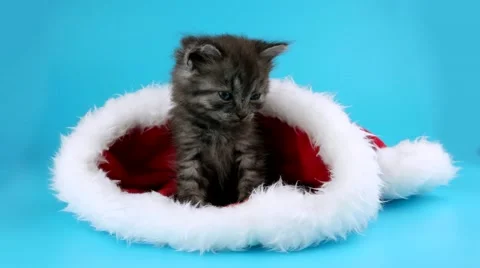 Very cute little kitten puts tenderly his paw, sitting in Santa Claus hat Stock Footage 67658211