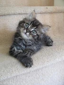 Very cute long haired tabby pet pussycat Stock Photos