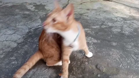 Very cute orange cat, nice domestic animal as pet Stock Footage 276692857