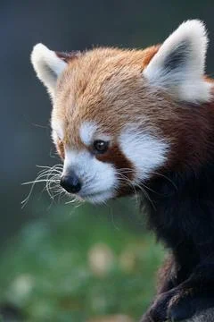 Very cute panda Stock Photos