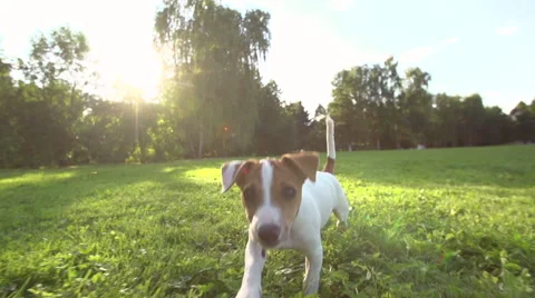 Very cute puppy Jack Russell Terrier running around the grass in the Park , slow Stock Footage