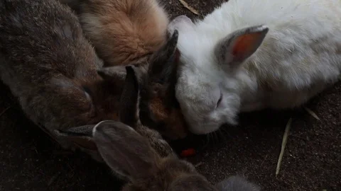 A very cute rabbit eating Stock Footage 118873138