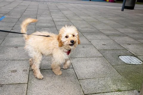 A very cute scruffy brown Cockapoo dog being taken for a walk Stock Photos