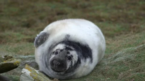 Very cute seal pup blinking and rolling on the ground in 4k Stock Footage 301315178