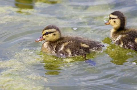 Very cute small ducks Stock Photos