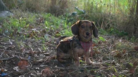 Very cute small mini dachshund teckel dog puppy playing jump sunset active Stock Footage 212462063