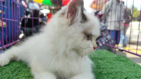 Very cute white cat in its cage Stock Footage 196207290