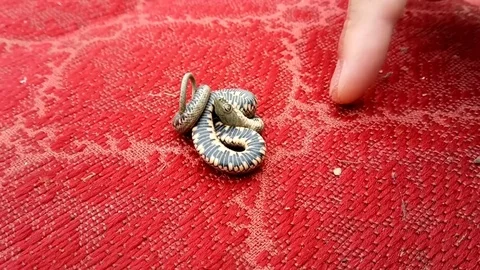 Very dangerous snake Stock Footage 110802636