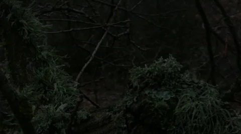 Very Dark Forest 库存影片 713756