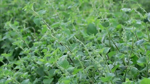Very dense green grass Stock-Footage 246430143