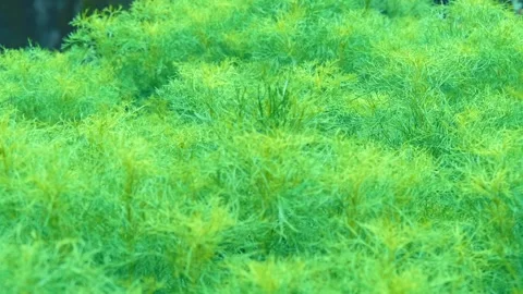 Very dense thickets of bright green grass sway in the wind Stock-Footage 333320441