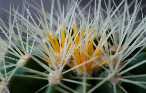 Very detailed view of Sharp white prickles on Ferocactus echidne at close r.. Foto stock