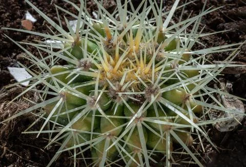 Very detailed view of Sharp white prickles on Ferocactus echidne at close r.. Foto stock