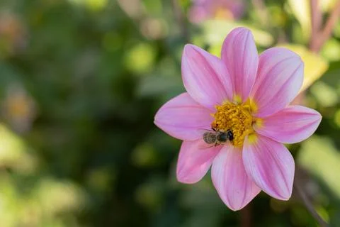 A very diligent bee collecting pollen in a pink flower, autumn Stock Photos