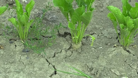 Very drought dry field with beet fodder Beta vulgaris, drying up the soil Video stock 78126880