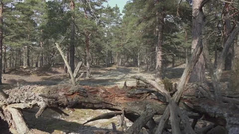 Very dry fallen pine tree branches in dangerous wildfire 動画素材 209615308