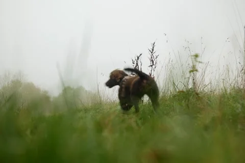 A VERY ENERGETIC COCKER SPANIEL SEEN THROUGH LONG GRASS ON FOGGY DAY 6K Stock Footage 290373695