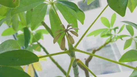 A very exotic plant in a pot Video stock 306170153