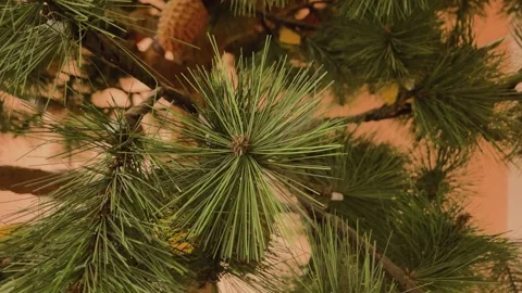 A very exotic plant in a pot Stock Footage 306170421