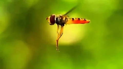 Very fascinating flying fly Stock Footage 303638684